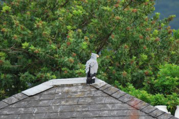 Large grey feathered bird gymnogene perched on neighbours roof with back to viewer. Its head crest feathers are flat
