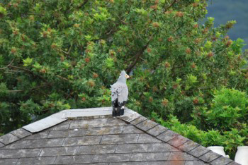 gymnogene still perched on neighbours roof with back to viewer but head crest feathers are now raised - its getting ready to do something