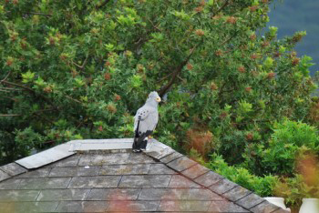 The gymnogene, still on roof, head feathers are raised higher - its getting ready to strike