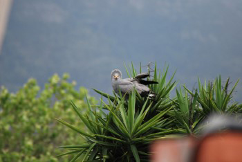 The gymnogene has taken off and landed in the top of a Yukka tree amidst sharp spiny leaves. The bird has its creast raised and is staring shraight at the camera
