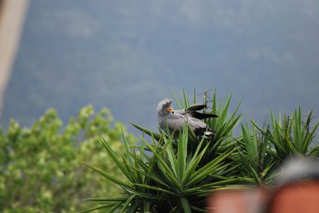 The gymnogene is still in the tree top but is now looking down into the tree foliage. There must be something hidden in the tree top. Its head crest is raised and its yellow face is changing to red