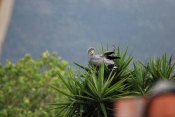 The gymnogene is getting rady to take flight