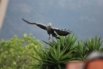 The gymnogene has leapt into the air with its wide wings outstretched in flight