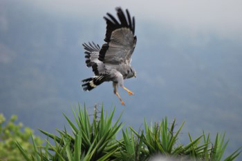 The bird is hovering just above the tree top with its long yellow legs dangling down ready to pounce on something in the top of the tree