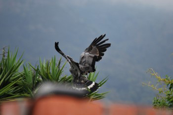 The bird has landed in the top of the Yukka tree and with wings held up about the long sharp pointed leaves of the tree