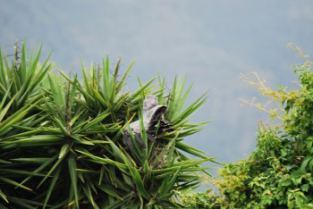 The bird has now burried itself in the treetop