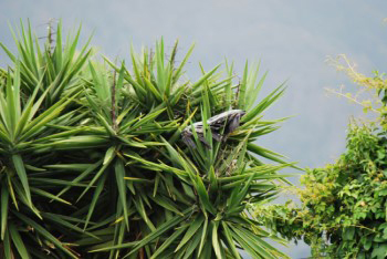The bird has almost vanished inside to top of the tree