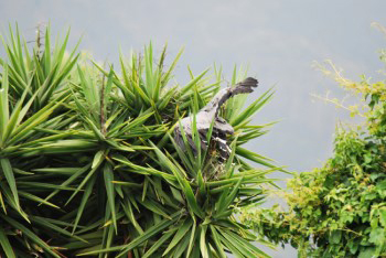 The bird is emerging backwards out of the top of the tree