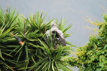 The bird has almost backed out of the tree top and it does appear to have something in its beak and then a red wing starling bird swoops past close to the Gynogene. It must be a parent bird of the nest in the top of the tree
