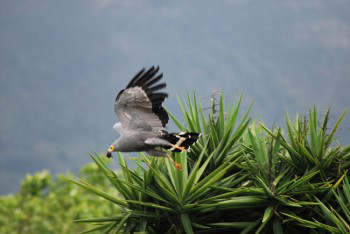 The gymnogene is in full flight flying away from the top of the tree with its prey in its beak.