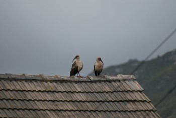 Two Hadedahs, probably a mating pair, sitting together on top of my neighbours house roof. Their wing plumage is brown and body plumage is off white