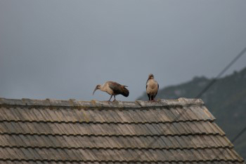The Hadedah is of the Ibis family and have an enormous thin curved beak and a shreiking call , especially in the early morning!