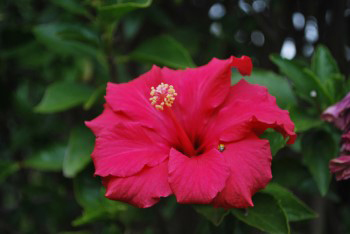 Hibiscus rosa-sinensis - China Rose or Rosemallow with orange no-spots Ladybug.