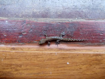 Hemidactylus frenatus, Common House Gecko. The master of camouflage.