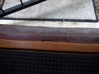 Hemidactylus frenatus, Common House Gecko. The master of camouflage.