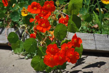 Orange Nasturtiums.