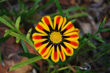Gazania flower red yellow and black petals