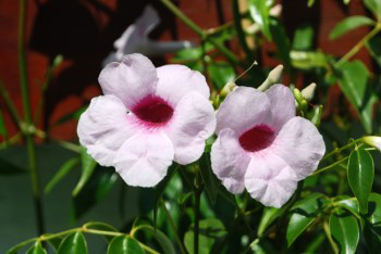 Pink Jasmine.