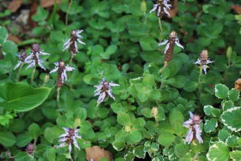 Plectranthus neochilus - purple- (a.k.a. Smelly Spur Flower) is a "water wise" ground cover plant.