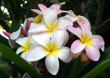 Plumeria Frangipani flowers.