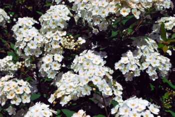 Pyracantha saphyr orange, a highly scented shrub that produces little orange berries.