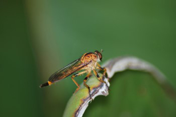 The Cape Robber Fly is a very aggressive predator of other insects.