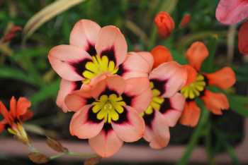 Sparaxis, Harlequin Flower.