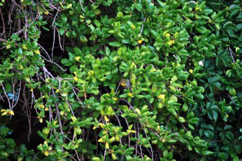 tiny garden bird with white eye patch,yellow chest,grey body and olive green head peeping out of a bush with orange berry in its beak. Aw, so cute.
