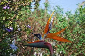 Strelitzia reginae - Bird of Paradise or Crane Lily.