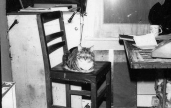 black and white photo of a tabby cat sitting comfortable on my stidio chair with legs curled under its body staring straight at the camera