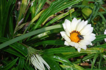 White-Spotted Fruit Chafer (Mausoleopsis amabilis) feeding on one of my White Gazanias!