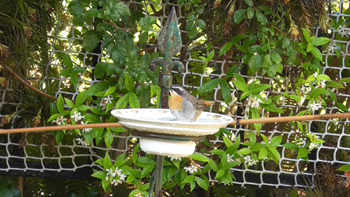 Cape Robin taking a bath in a china dish filled with clean water - and enjoying it !!