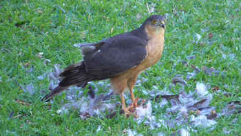 Red breasted sparrowhawk  standing on a bird carcass  prey surrounded by discarded grey feathers on a green lawn. dead bird probably a Cape Collard Dove.